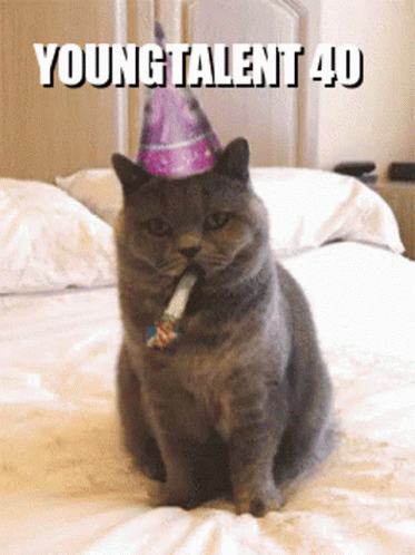 a cat is wearing a party hat and is looking into the camera
