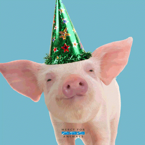 a white pig with green party hat on its head