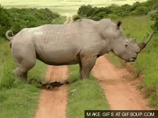 the rhino is running down the path in the grass