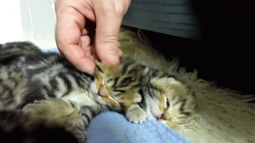 a person in a blue jacket puts soing into a kitten's fur
