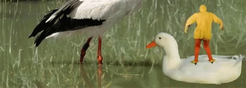 a person standing in water next to a white goose