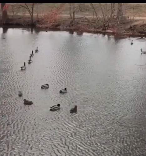 many ducks are swimming on the water with trees in the background