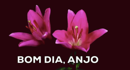 the words bomb da anjo and flowers in front of a dark background