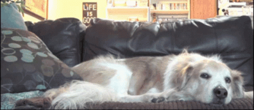 white dog with blue streaks lays on sofa in store