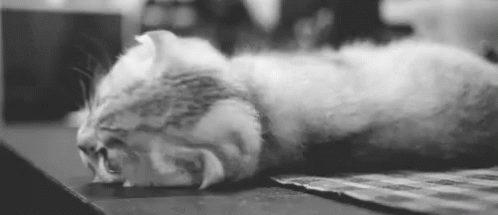 black and white pograph of a kitten sleeping on the keyboard