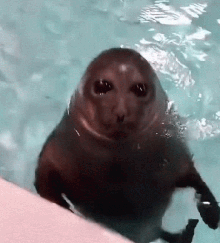 the seal is sitting in the water near the surface