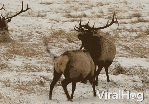 two elk are standing in the snow near one another