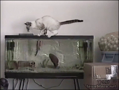 a white cat stands on top of a fish tank