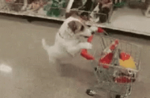 a small white dog carrying a basket and standing in front of it