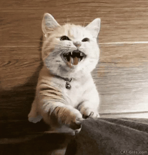 a white cat with its mouth wide open looking at the camera
