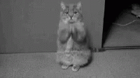 a cat sitting on its hind legs making the middle finger sign