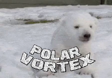 the polar vortex is an image of a large white bear