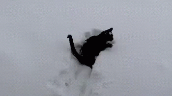 a black cat is leaping up through the air