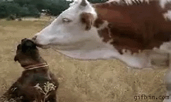 a black and white dog stands next to a cow