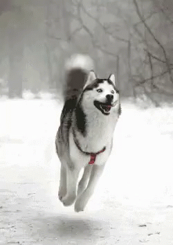 the dog is running in the snow through the woods