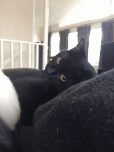 a black cat is staring at soing off camera