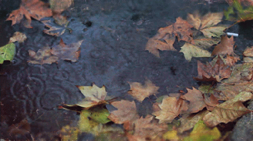 leaf shapes and brown dle with green leaves
