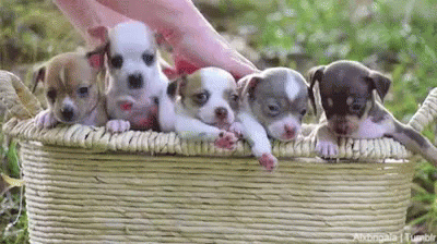 a person is petting nine puppy puppies in a basket