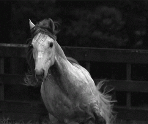 a black and white po of a horse running