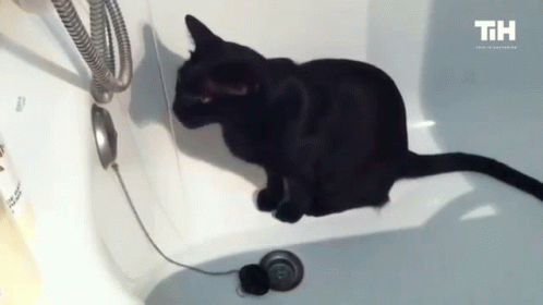 a black cat sitting on top of a white bath tub