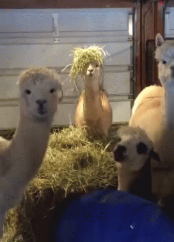alpacas sitting on hay and hay in a barn