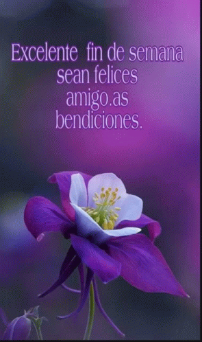 this is a po of a flower with spanish text