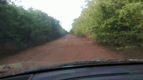 view from inside the car of a person riding down a tree lined road