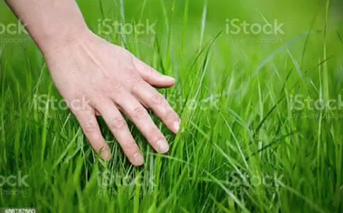 an outstretched hand on top of green grass royalty - out