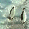 three penguins walking near the shore of a beach