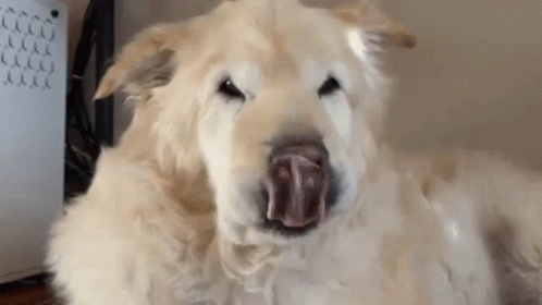 an image of a large dog with his mouth open