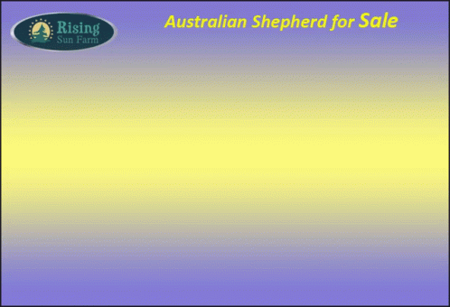 a blue and pink business card with the words australian shepherd for sale
