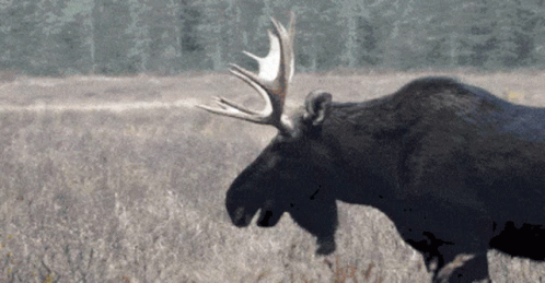 a moose with antlers walking through the middle of a field