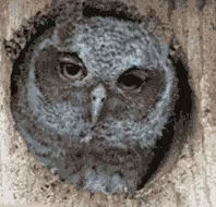 an owl is looking out through a hole