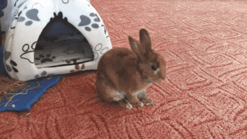 a rabbit sitting on a bed next to a dog house