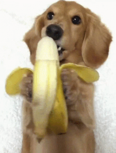 a puppy holding a toy in it's mouth with its mouth