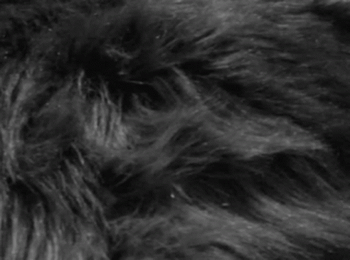 fur covered surface with very long pile of it