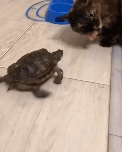 two small turtles are looking at the camera