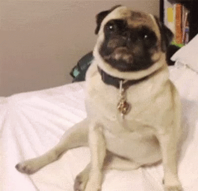a pug wearing a collar and collared sitting on the bed