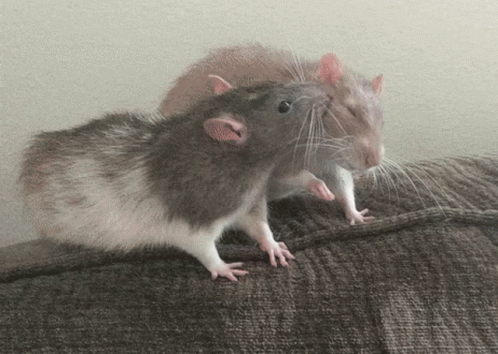 a couple of mice are sitting on a cushion