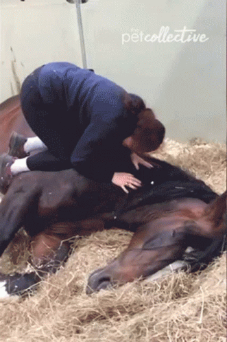 a woman is touching the top end of a horse