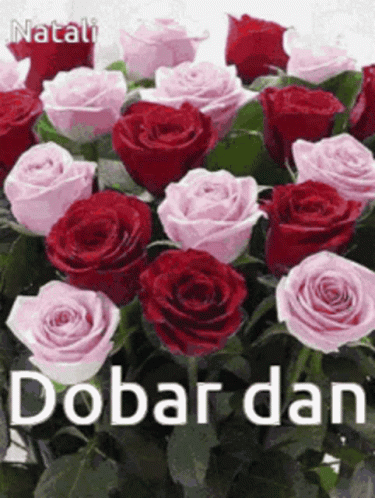purple and white roses with a caption that reads dobar dance