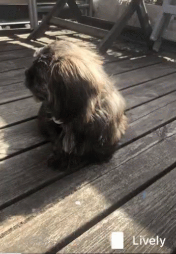 the dog is sitting on a wooden deck near a boat