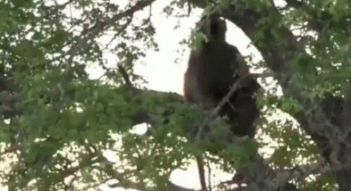 a black bear hanging in the nches of a tree