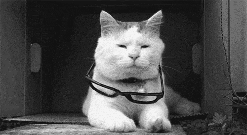a white cat with glasses and a leash