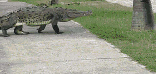 an alligator is walking on the side walk