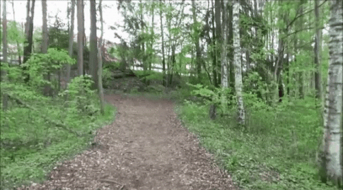 the image is a digital picture of a path in a forest