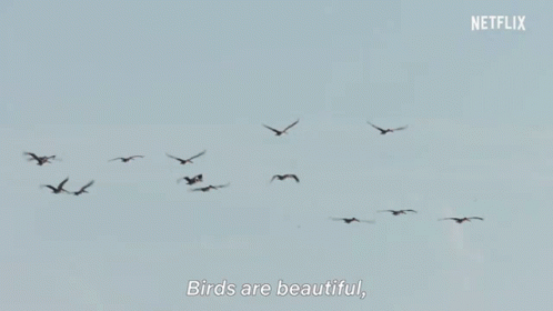 the words birds are beautiful written on a picture