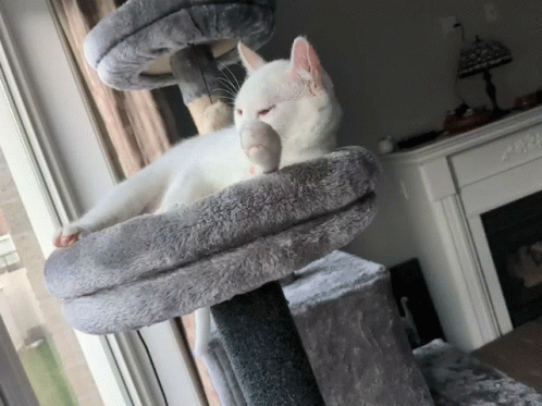 a cat sleeps on top of the scratching post