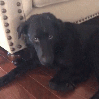 a black puppy laying down on the floor next to a couch