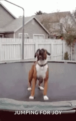 the dog is standing on a skateboard outside